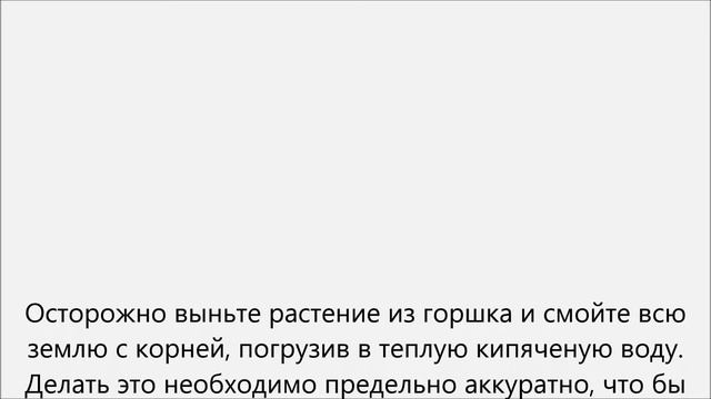 Как пересадить комнатную розу