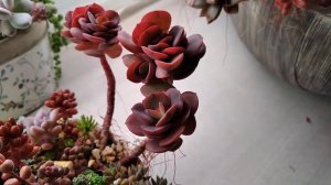 Echeveria Juliana  2