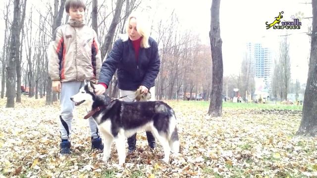 Сибирский хаски в действии смотреть онлайн