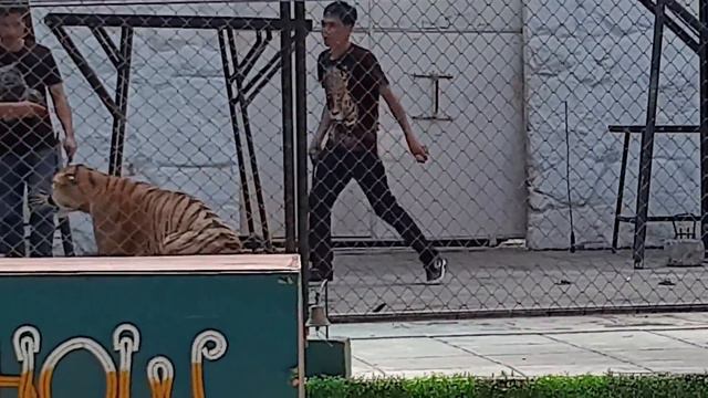 Кормим из бутылочки тигрёнка 🐯 Шоу бенгальских тигров 🐾 Tiger & Bird show Koh Samui🦅