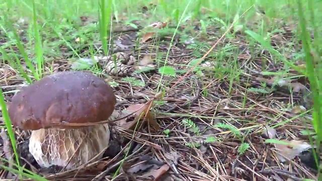 НАЧАЛО ГРИБНОГО СЕЗОНА-ИЮЛЬ 2015 г смотреть онлайн