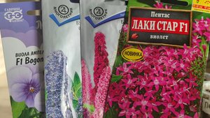 ПЕНТАС.БУДДЛЕЯ. ВИОЛА АМПЕЛЬНАЯ. МОЙ ОПЫТ ВЫРАЩИВАНИЯ ЭТИХ НЕОБЫЧНЫХ ЦВЕТОВ #пентас #виола #буддлея