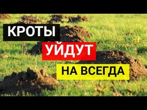 Как избавиться от кротов на участке