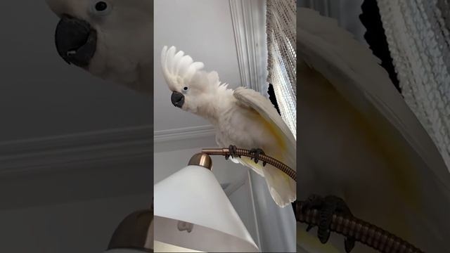 Cockatoo Alba needs attention, #shorts