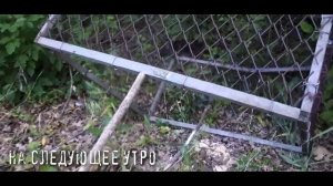 Как поймать ДИЧЬ! Ловушка на фазана!