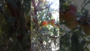 Нектарин из косточки  поспел в Ростовской области
