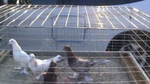 Ярмарка голубей г.Кореновск 13.06.2021г. 1часть