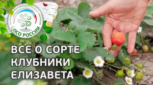 Сорт клубники Елизавета.  Селекционер о сорте крупноплодной ремонтантной земляники Елизавета.