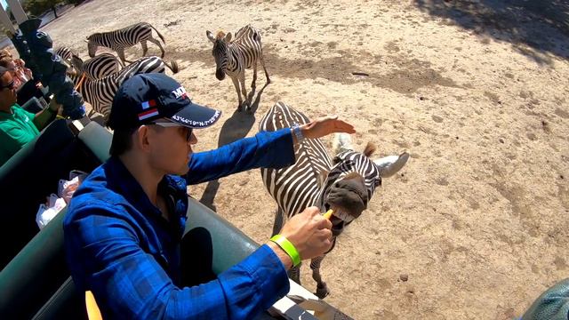 Путешествие в Коста Рику. Сафари. У быка большие рога! Ручные жирафы и зебры!!! Это Costa Rica! смотреть онлайн