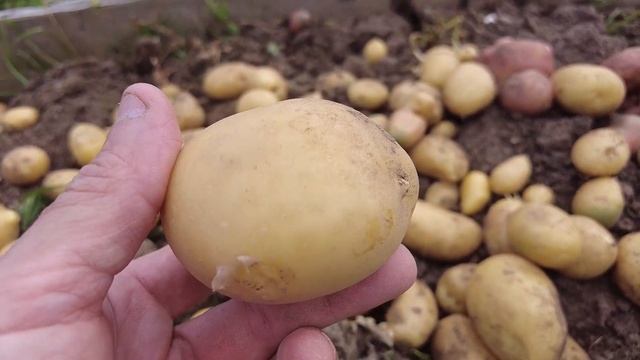 КАРТОФЕЛЬ 2021 УБРАН - 2, КАК ХРАНИТЬ КАРТОФЕЛЬ? ПРАВИЛЬНОЕ ХРАНЕНИЕ КАРТОФЕЛЯ/ЖИВУ на СЕЛЕ*СЕЛЯНИН смотреть онлайн