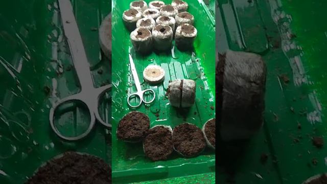 #посевтаблетки# Подготовка таблеток к посеву,что уже растет. смотреть онлайн