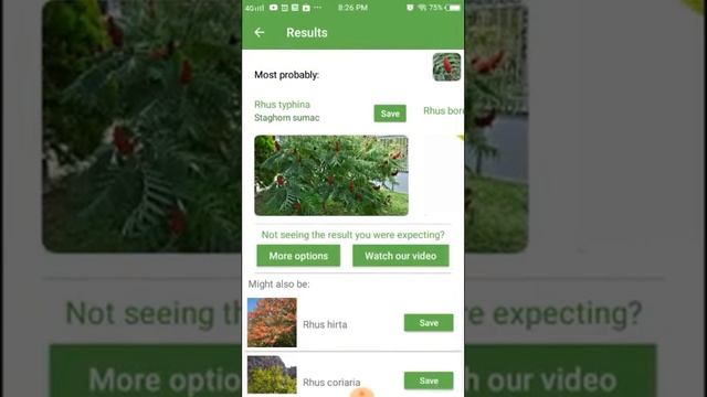 PlantSnap identifies a Staghorn sumac (Rhus typhina)