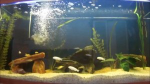 Цихлидник 200 литров аквас!
