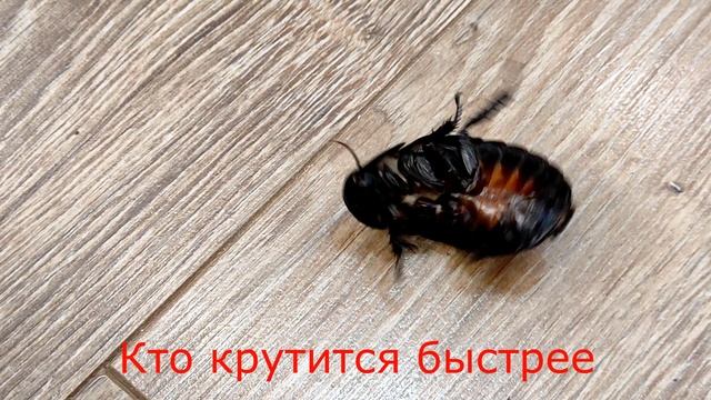 Мадагаскарские тараканы танцуют Gromphadorhina portentosa