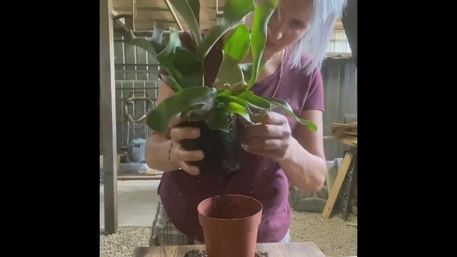 Платицериум. Кашпо на стену своими руками.