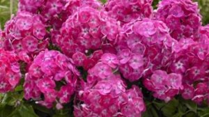 САМЫЕ ЛУЧШИЕ НОВИНКИ для МАЛЫХ САДОВ и  контейнерных садиков ФЛОКСЫ МЕТЕЛЬЧАТЫЕ ТЕПЕРЬ КАРЛИКОВЫЕ.