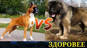 #Немецкий боксер против Кавказской овчарки// Animals Battle//