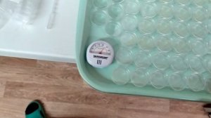 Подготовка к проращиванию семян томатов.  Способ с использованием чашек петри.