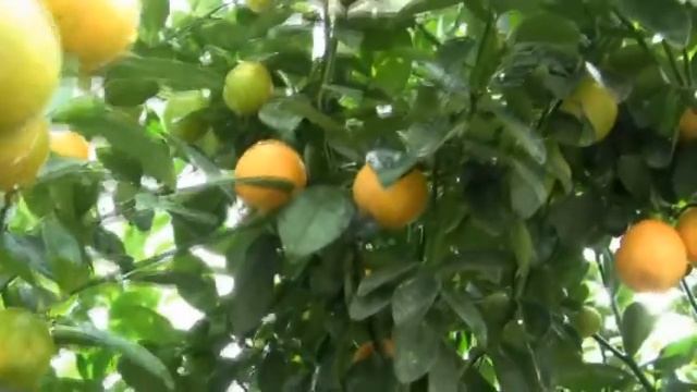 Marumi Kumquat Tree Citrus Tree Fortunella japonica Marumi смотреть онлайн