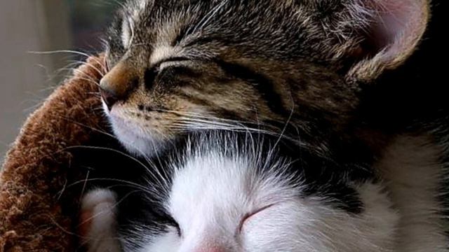 Секрет появления котов на земле. смотреть онлайн