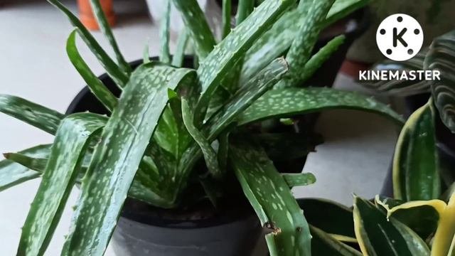 Top Plants For Office Desk/Desktop Plants@gardeningwithgeetkumar