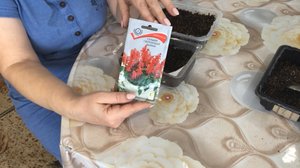 Сальвия из семян выращивание цветов на рассаду Самая шикарная клумба до холодов
