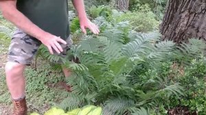 5 Types Of Fern Plants You Must Know!