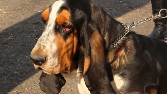 Собака Бассет-хаунд плюсы и минусы породы | Собаководство | Порода Бассет-хаунд смотреть онлайн