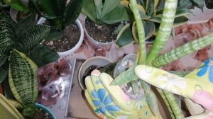 САНСИВИЕРИЯ. Уход и пересадка. Часть 2.