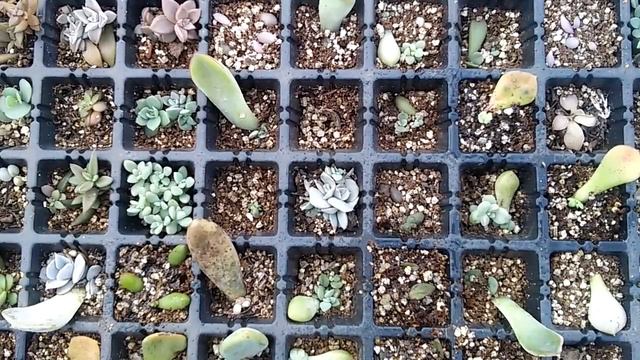 Berçário de NOVO???? ah não!!! смотреть онлайн