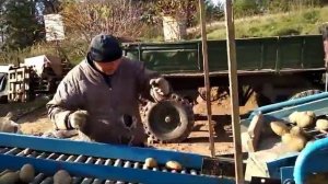 Сортировка картофеля, осень 2017