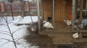 Брачный период у индюков