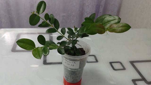 Как выглядит бутон Кариссы/Карисса собирается цвести ч.1