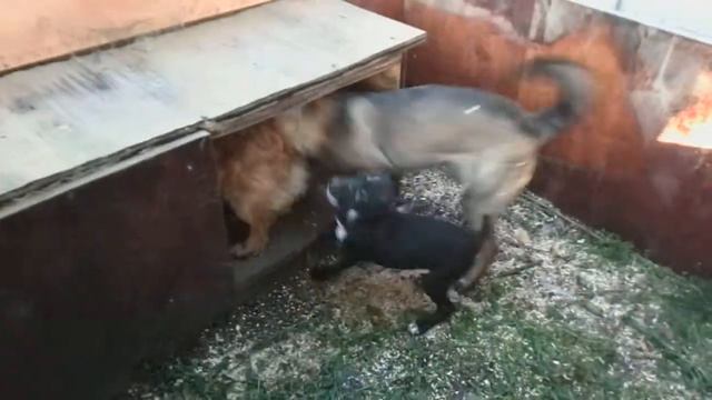 Щенки смотреть онлайн