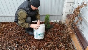 МОЖЖЕВЕЛЬНИК ОБЫКНОВЕННЫЙ АРНОЛЬД .