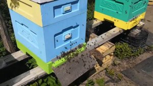 Пчелы есть, а мёда нет. 😀😀