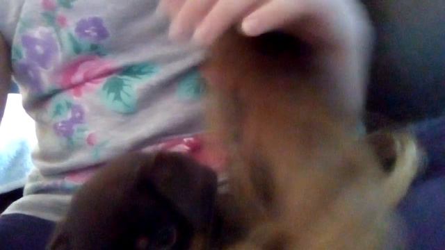 Купили щенка!!! / Ждите подробное видео!) смотреть онлайн