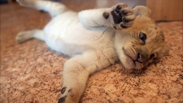 ТОП-10 фактов о моем городе #новосибирск #прогулка_по_городу смотреть онлайн