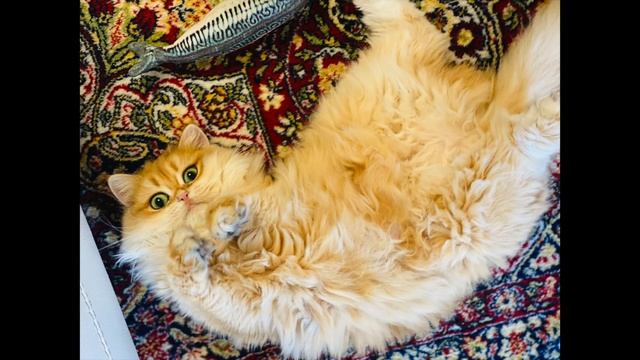 ???ЗОЛОТОЙ КОТ АПОЛЛОН?СВИТА ЗОЛОТЫХ КОШЕК?GOLDEN KITTENS?