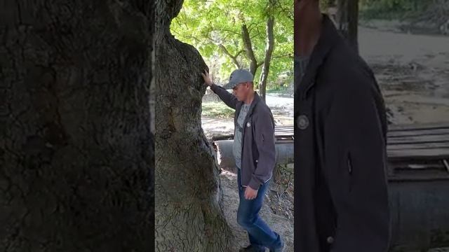 Дуб 500 лет,обхват ствола 3 человека?? смотреть онлайн