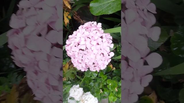 Hydrangea macrophylla Endless Summer#viral #flower