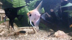 Скалярии выясняют отношения