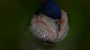 Сушеная рыба. Вобла. Как я вялю рыбу.