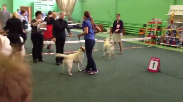 Миконти Салация Бьютифул на выставке смотреть онлайн