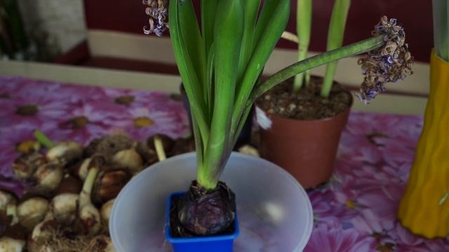 Как сохранить подаренный цветок на 8 марта. Тюльпаны и гиацинты. смотреть онлайн