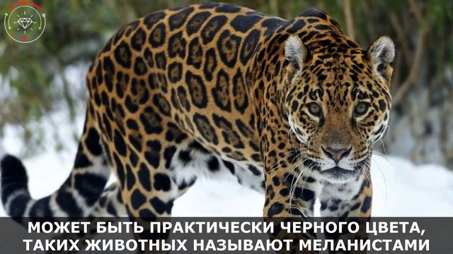 Ягуар - сильнейший хищник Америки. Как различить Ягуара, Леопарда и Гепарда, другие интересные факт