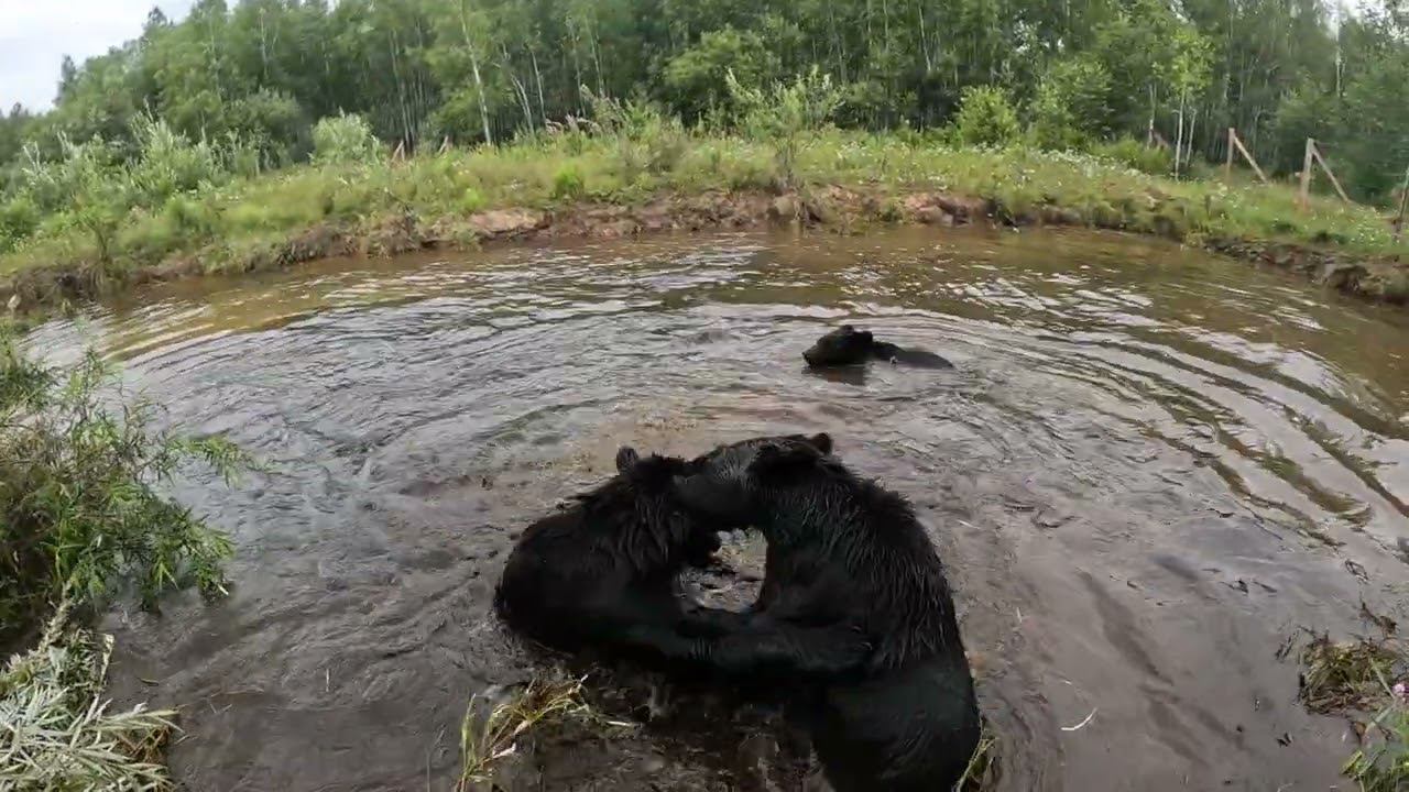 Медведица жалеет дочку. смотреть онлайн