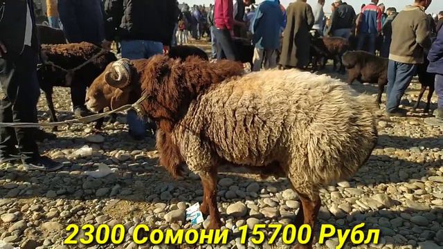 Гусфандхо Мол бозор Регар Шанбе бозор Нархои гусфандхо / Гиссаркие овцы и козы