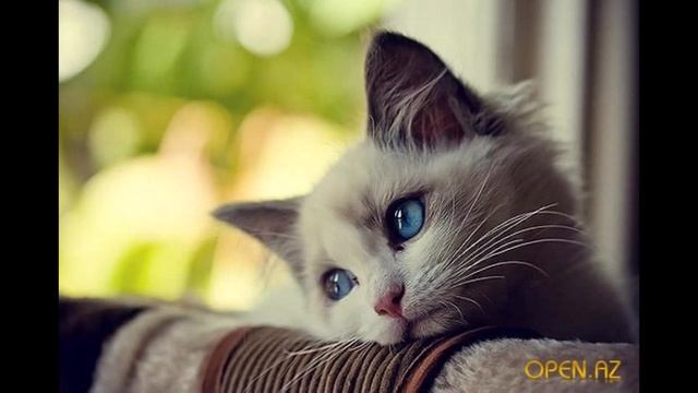 Не чувствую боли Музыка,исполнение Кошка Мона lo fi cat Слова Марина Терентьва смотреть онлайн