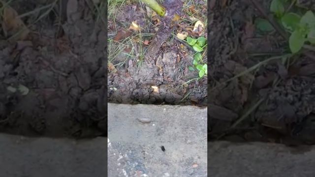 Growing turmeric at home#growing plants#growingturmericat home смотреть онлайн